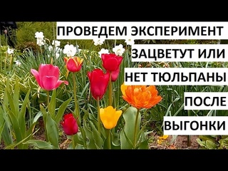 Тюльпаны после выгонки стоят очень дешево))) но зацветут ли они