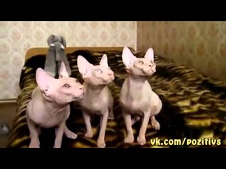 Кошачий DANCE хор под классику