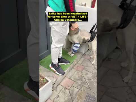 Poor dog with two paws crushed walks and runs