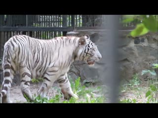 Бенгальский тигрёнок Кови наблюдает за сотрудниками и за гепардами