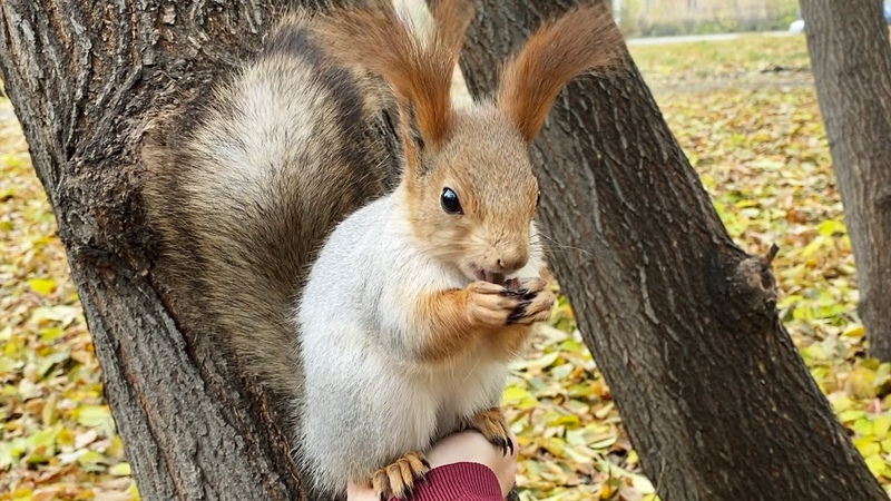 Белки в пушистых белых шубках, Squirrels in fluffy white