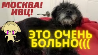 Переломанный песик жертва автоурода/Broken dog victim of auto disfigurement
