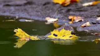 SALAMANDER’S Band. Autumn Leaf Fall. .
