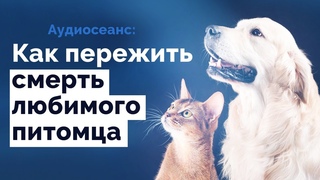 Сеанс ЭОТ Как пережить смерть любимого питомца | Избавление от эмоциональной зависимости