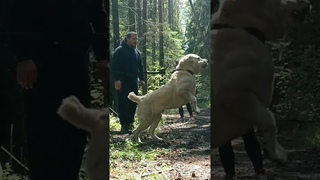 Север. Первое занятие. Алабай обучение охране.
