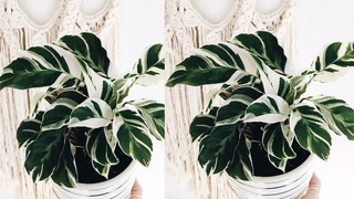 Cara Membuat Bunga Calathea dari Plastik Kresek | How to make Calathe from Plastic Bag
