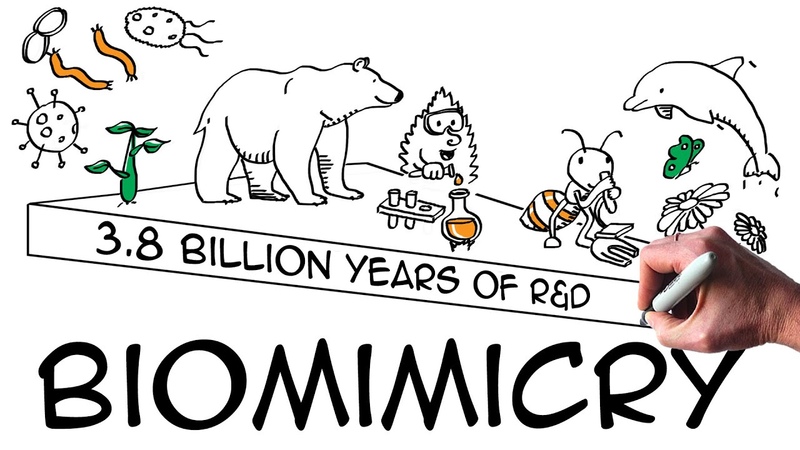 Biomimicry: definition examples (explained with