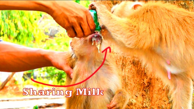 Update: A bit better Mother Monkey Sasha feels jea lou s of MOKA asking her to Share Some