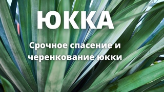 Юкка.Срочное спасение и черенкование юкки -Часть 1-январь 2021