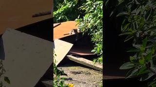 ВетЛайф Отрадное | 2 котёнка