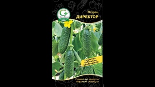 ТОЛЬКО ЭТИ ОГУРЦЫ ПОСАЖУ в 2024 году, урожай собираю ведрами, не болеют, вкусные #огород #сад #дача