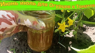 Идеальная Подкормка Огурцов И Томатов в Июне! Мои помощники в Саду и Огороде