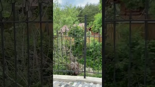 Шикарный дом в Геленджике! Обзор уже на канале #природа #shortvideo