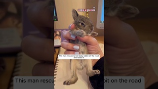 This man rescued a lost baby rabbit on the road and raised it. #animalshorts #shortvideo