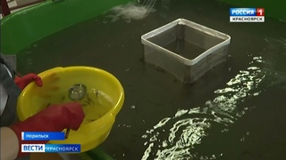 Более 2 миллионов мальков краснокнижного осетра экологи выпустили в Енисей