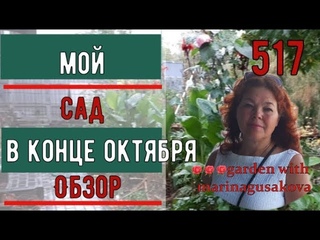 Мой Сад Осенью.   Розы Сорта и Пересадка.  Листовой Опад  Мульчирование