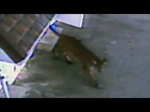 Mountain Lion crashes through bowling alley, womans