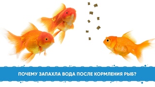 Почему запахла вода в аквариуме после кормления рыб