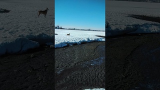 Черезмерный сброс воды в Ижевском пруду.