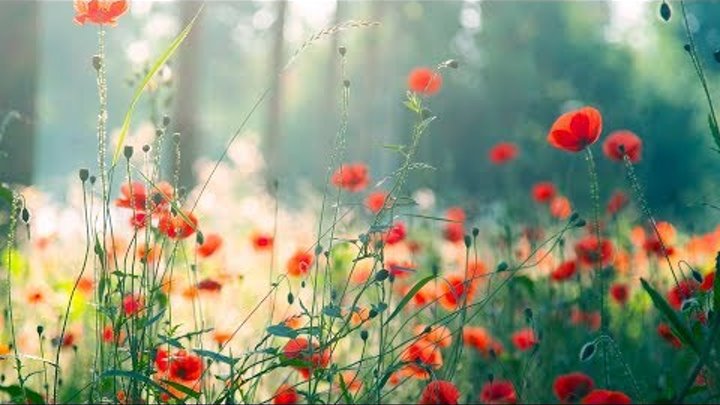 Morning Relaxing Music Piano Music for Stress Relief and Studying (