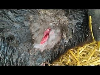 Гнойная рана после вскрытия абсцесса с последующим гнилостным распадом мышечной ткани у телёнка