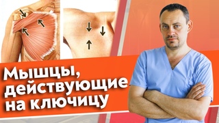 Массаж обучение | Мышцы, действующие на ключицу