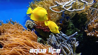 Aquarium || 2021 best aquarium