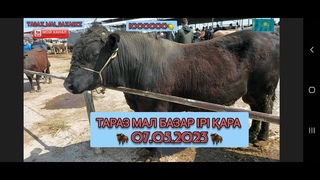 🔥 СКОТНЫЙ РЫНОК | Мал базар | Ірі қара бағалары 2023 | Тараз мал базар | malbazar  ✅
