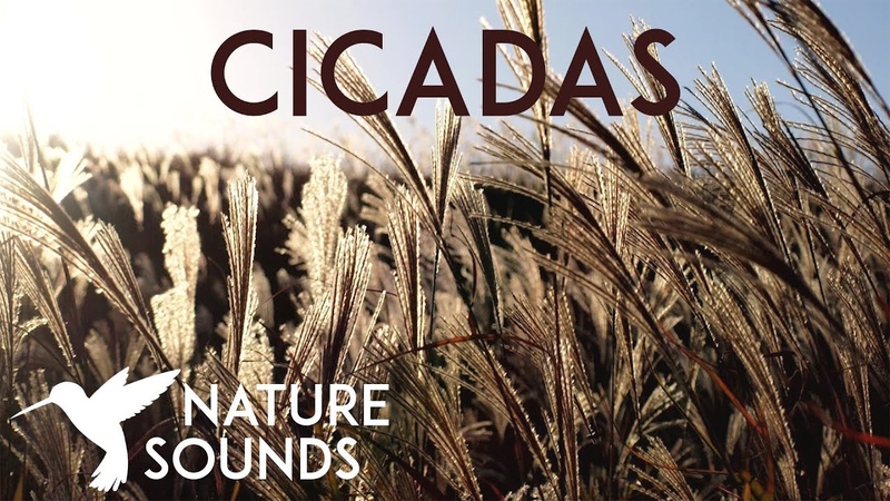10 HOURS of Cicadas Sounds Summer Nature Sounds in Japan Sleep, Study, Meditation