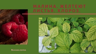 ХЛОРОЗ МАЛИНЫ. МЕТОДЫ БОРЬБЫ.
