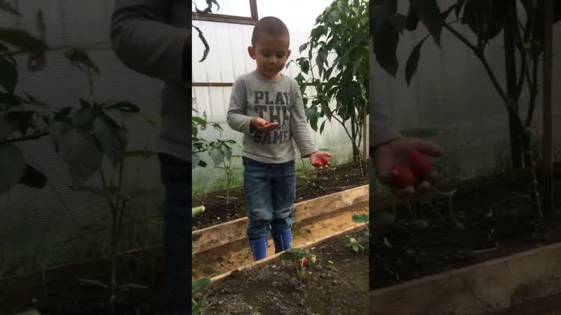 Наша новая жизнь, garden, vegetable