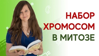 МИТОЗ | Для решения задач ЕГЭ по биологии 2019: набор хромосом и ДНК
