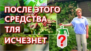 Как избавиться от тли в саду и огороде. Как избавиться от тли без химии. СУПЕР СРЕДСТВО ОТ ТЛИ!
