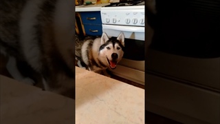 Смешные животные веселые собаки Веселый Хаски