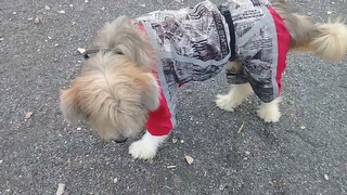 Пёс Тотоша и хулиганские разборки с камнем на самой большой собачьей площадке