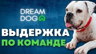 Выдержка по Сидеть, Лежать, Стоять  Учим собаку фиксироваться долго  Сделать и делать не нарушая
