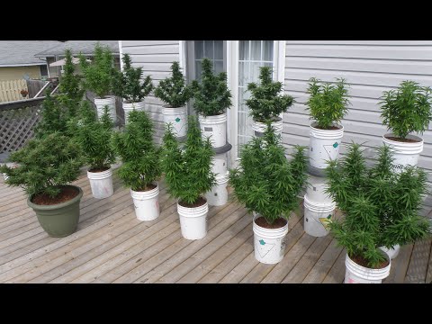 Growing Flowering Cannabis Outdoors