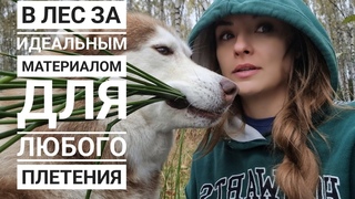 В осенний лес за материалом для любого плетения. Большой и подробный МК по плетению корзинки