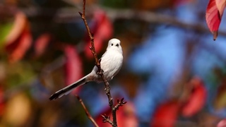 4K  longtailed tit in autumn