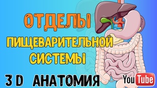 ПИЩЕВАРИТЕЛЬНАЯ СИСТЕМА ЧЕЛОВЕКА