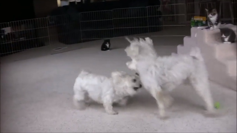 Cute Kittens Watching Dog