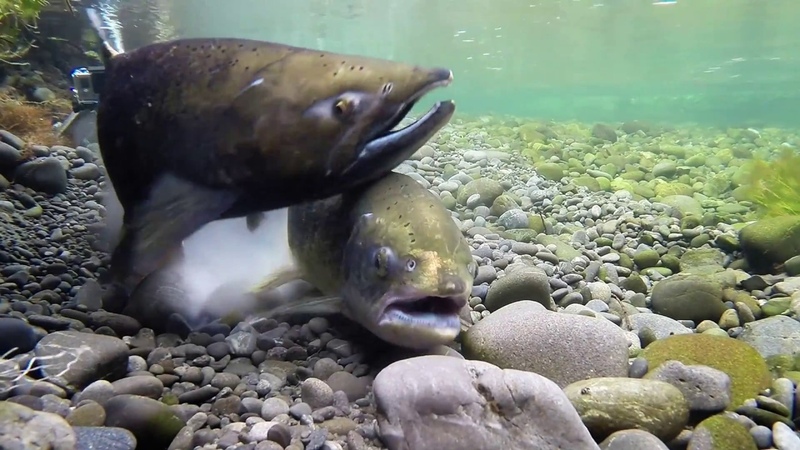 Chinook Salmon Spawning May 2018 Canterbury New