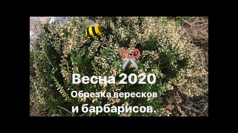 Весенняя обрезка Вересков и