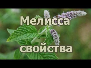 Трава мелисса лимонная, лечебные свойства, польза растения для организма.