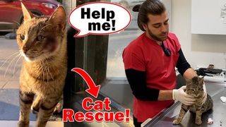 GELP YARDIM STED! ( Saldrya Urayan Kedi Klinie Geldi! )