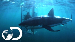 The Mango Taniwha | Lair Of The Mega Shark