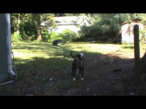Pitbulls attack Cop and get