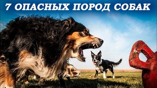 Топ 7 самых опасных и злых пород собак в мире