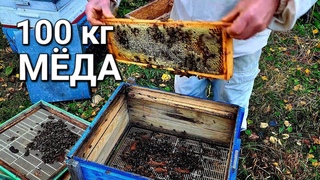 Ну хоть кассетно-корпусное улье дало 100 кг в основном раннего мёда