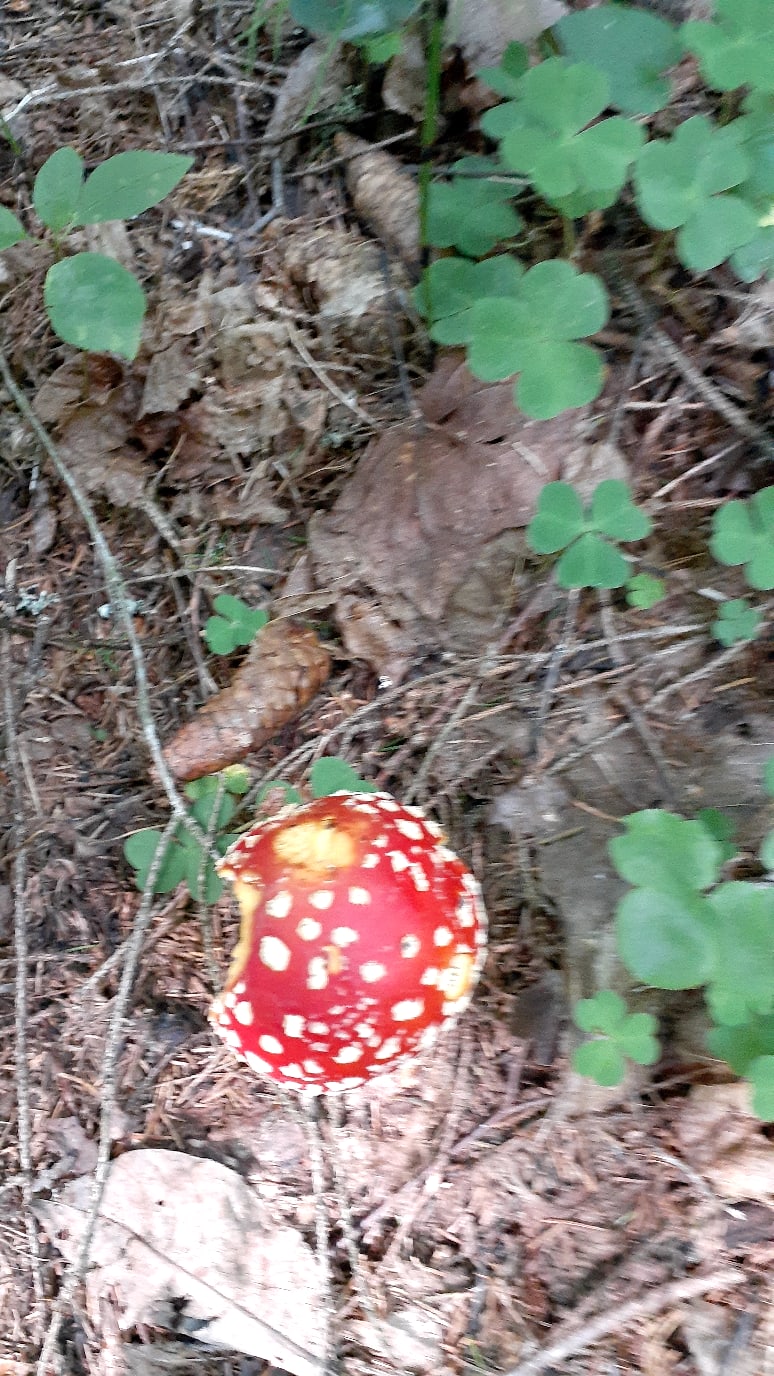 Надежда Попова | Великий Новгород